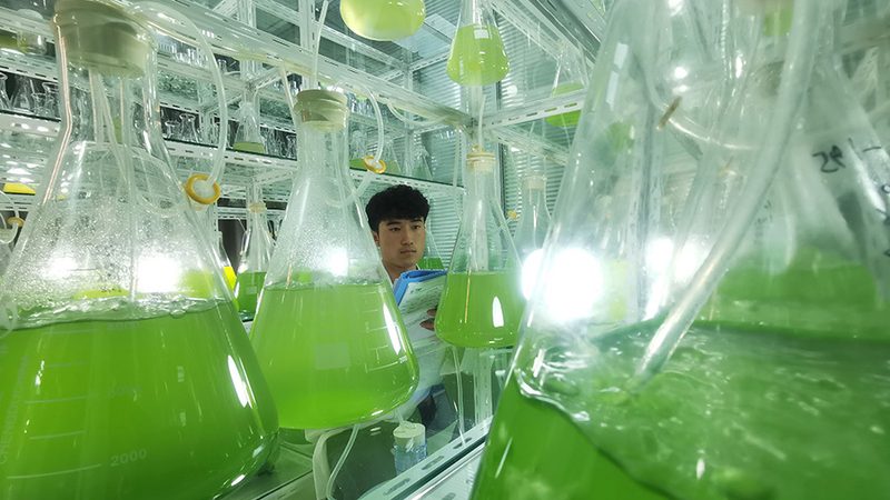 成纤维细胞培养基：如何选择合适的培养基？**